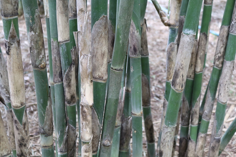 vietnamese bamboo